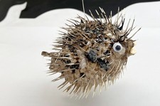 Real Dried Blowfish (Porcupine Fish) Pufferfish 5-6" Taxidermy Nautical Decor Di
