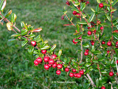 Ugni molinae, Chilean Guava, Murtilla Rare Fruit - 20 Semi - Foto 6 di 11