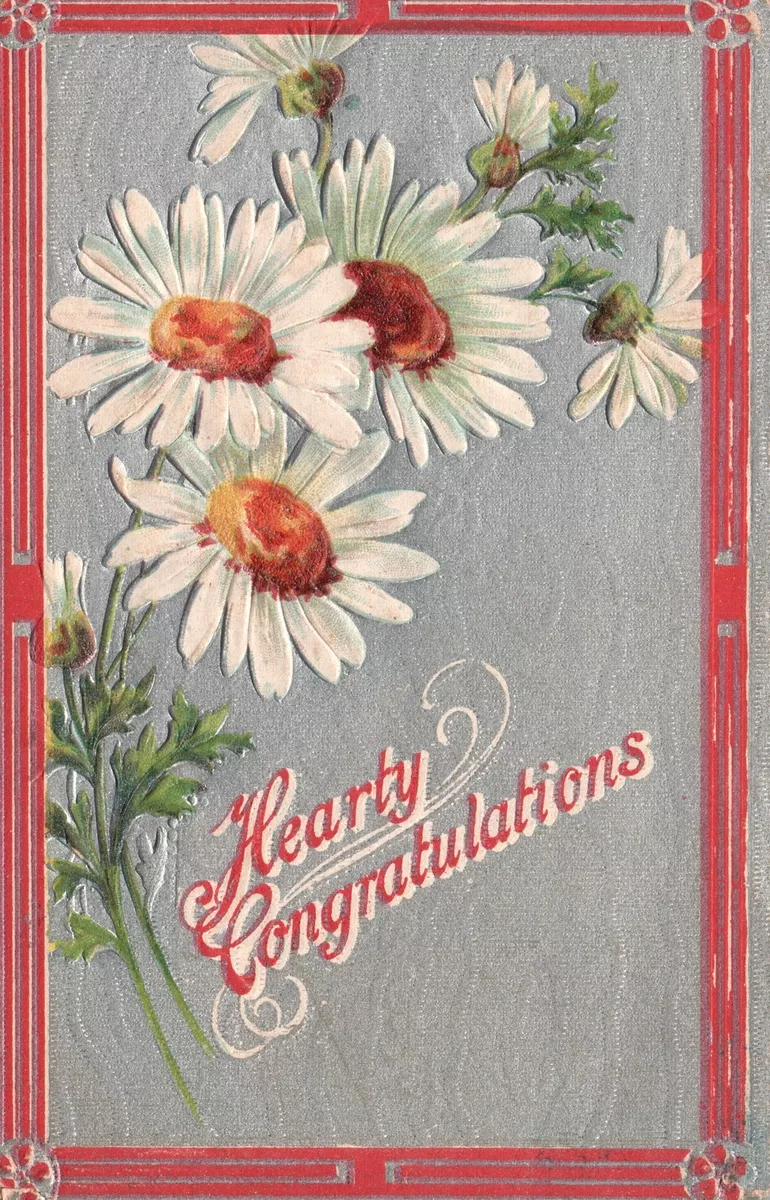 Hearty Congratulations Pansies Beautiful White Daisy Flowers ...