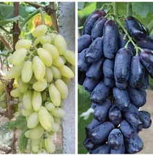 20 Mixed Finger Grape Seeds Grow Your Own Fruit Non GMO TX USA Easy Homegrown 