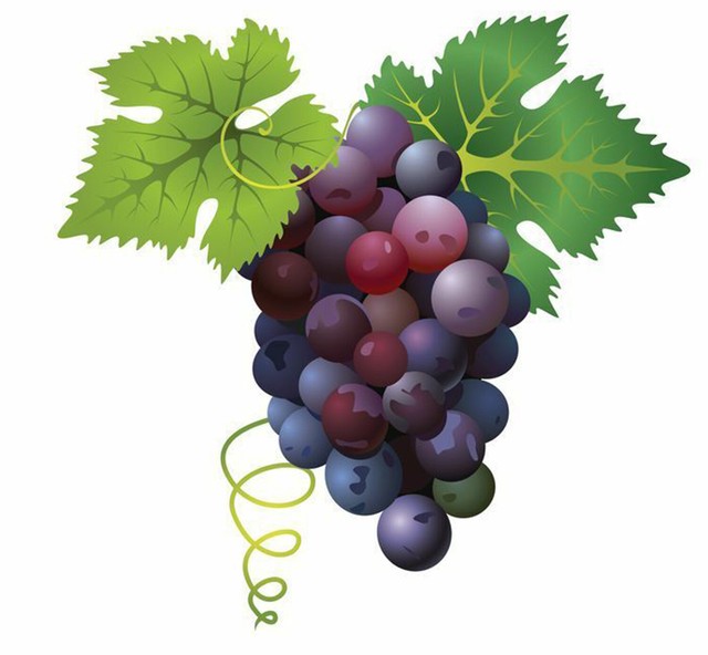 Grapes Sticker Vinyl Decal 4456 eBay