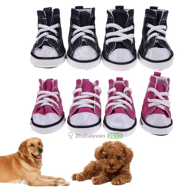 dog sneakers