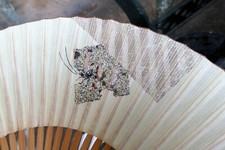 Japanese Hand FOLDING FAN, Bamboo with Cricket hand painted