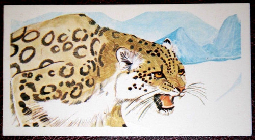 SNOW LEOPARD  Illustrated Wildlife Card  KE17MS