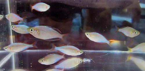 group of 5 neon rainbows,praecox rainbowfish