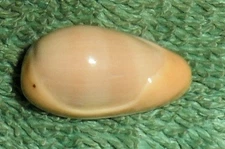 Special Collection Sale BL RFM 79827 Marginella Cryptospira mabellae Mel. & Stan