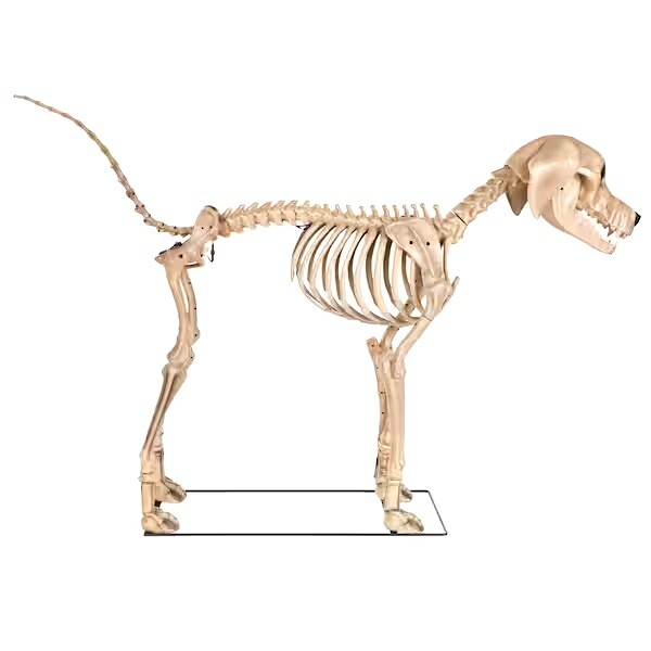 7ft FT Skeleton Dog Skelly's Home Accent Halloween 2024 Home Depot SAME