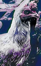 Chicken Art, Wall Decor DIGITAL ART one Of A Kind Photos Turned ART for Home...