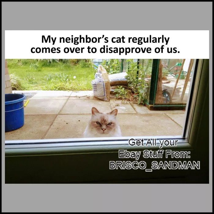 Neighbors cat hotsell in my house