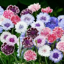 Cornflower Bachelor Button FROSTY MIX Heirloom Pollinators Non-GMO 200 Seeds
