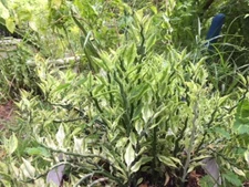  DEVIL'S BACKBONE EUPHORBIA TITHYMALIDES VARIEGATA Jacobs Ladder, 8 cuts+2roots