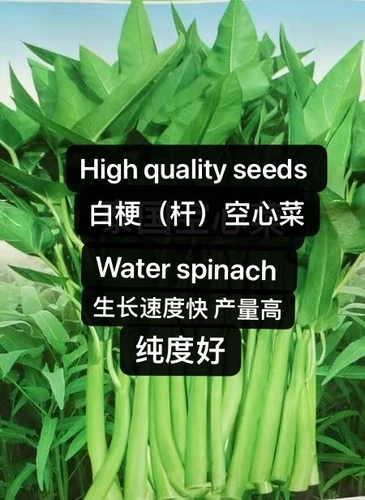 130ps Water Spinach Seeds Ong Choy Kangkong white stems 130粒无杂质白梗（杆）空心菜2025年新种子