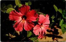 Florida Hibiscus Blossoms FL Postcard unused (11863)