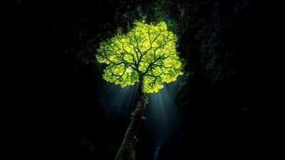 Digital Image Picture Photo Wallpaper Background Desktop Trees & Sunshine Art