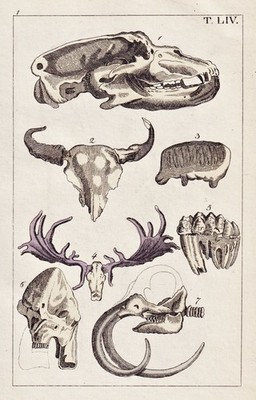 skeleton Skelett Bär Säugetiere Fossilien Kupferstich engraving Wilhelm 1800