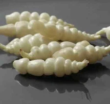 Chinese Artichoke/Stachys Affinis, Crosne - 3 Tubers for planting - USA