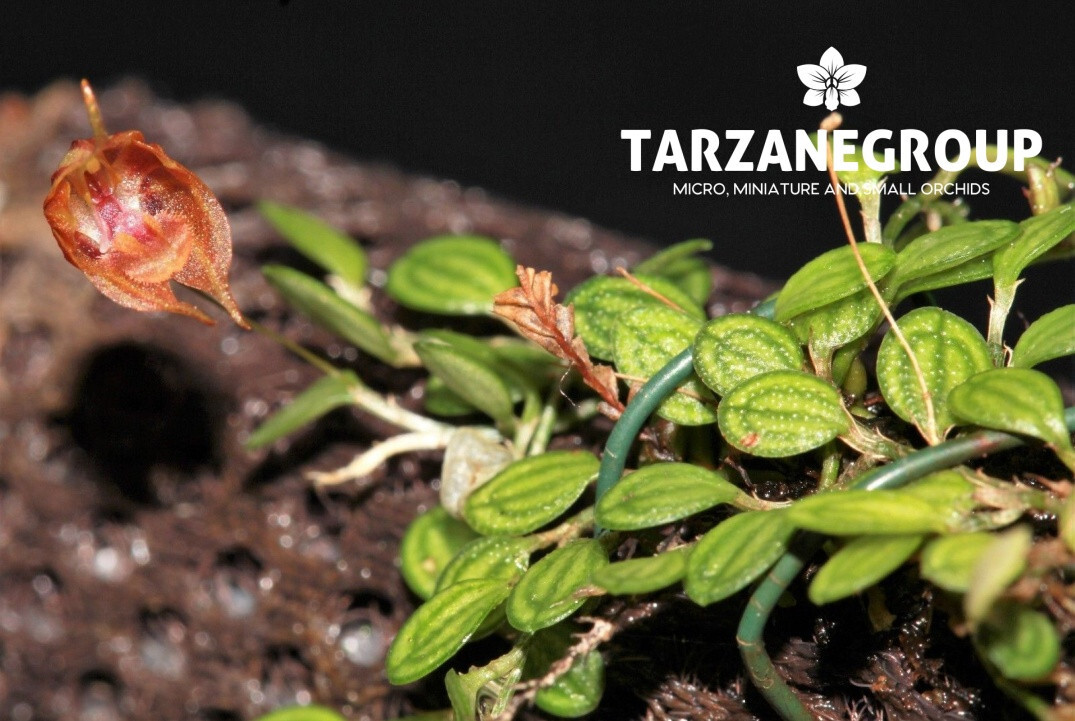 PLEUROTHALLIS DRESSLERI MICRO MINIATURE ORCHID LARGE MOUNTED