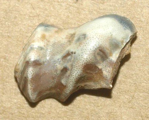 Poecilodus jonesi , Caboniferous age durophagous fish tooth,  Kaluga reg, Russia