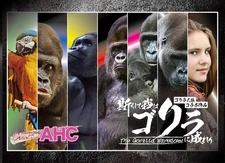 And Thus I Became A Gorilla. Board Game, Werewolf, Board Game, Popular Game Mar_