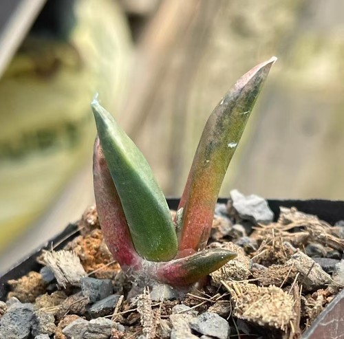 RareSucculent Plant A· riocarpus retusus 'Variegata' OwnRoot WYSIWYG Boutique - Afbeelding 3 van 5
