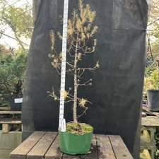 American  Larch ￼ Collected Pre-Bonsai Material ￼ 30 " tall from top  36" Total