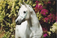 * ARABIAN HORSE Postcard * Horse * Arab *** Postcard # 1