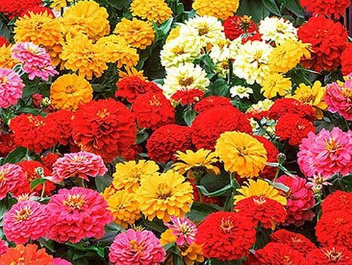 Zinnia Elegans Kalifornische Riesen Mischung – Samen Für Ca. 70 Pflanzen, Farbenprächtige & Langstielige Blumen