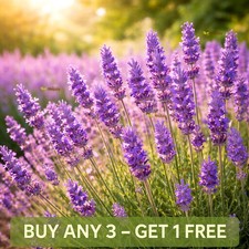 English Lavender Seeds 600 | True Lavender Lavandula | Fragrant