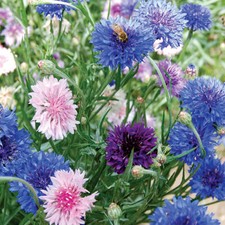 Bachelor Button Cornflower Mixed Seeds  NON-GMO  Heirloom  Fresh Garden Seeds