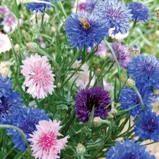 Bachelor Button Cornflower Mixed Seeds | NON-GMO | Heirloom | Fresh Garden Seeds