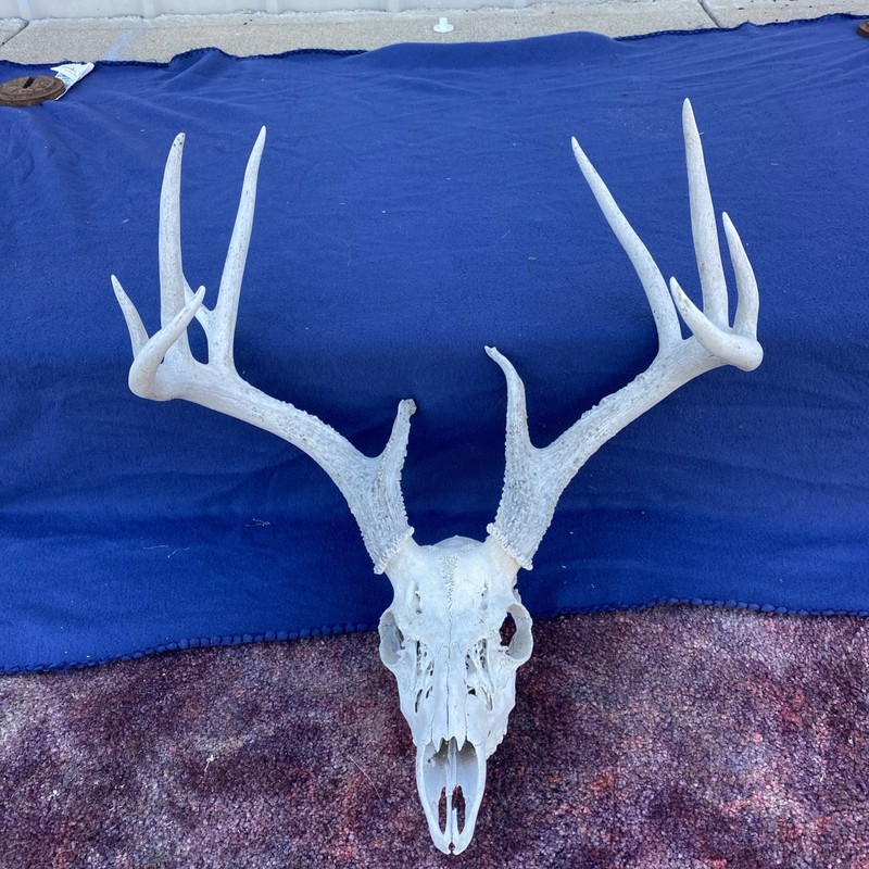 Weathered 152” Wild Whitetail Deer Antler  Horn European skull shed