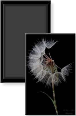 Dandelion Puff Vintage Photograph Image Fridge Magnet 2 x 3 Rigid