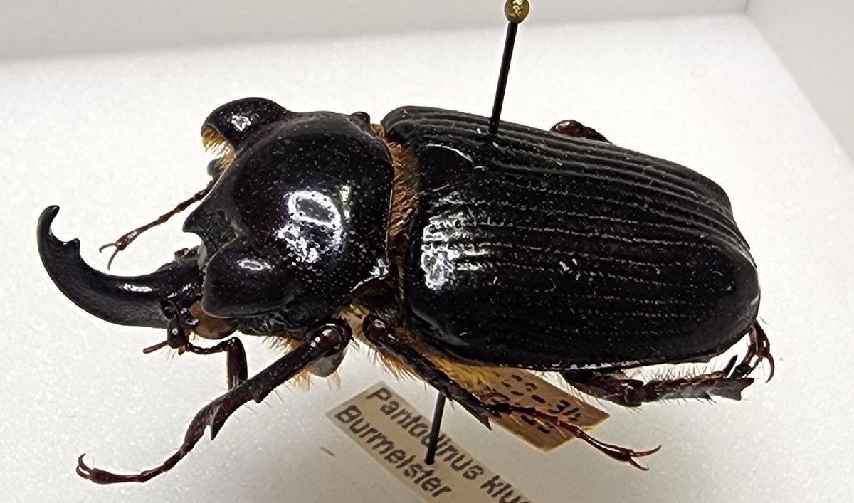 RARE Pantodinus klugi 33.91mm from Guatemala Beetle Insect