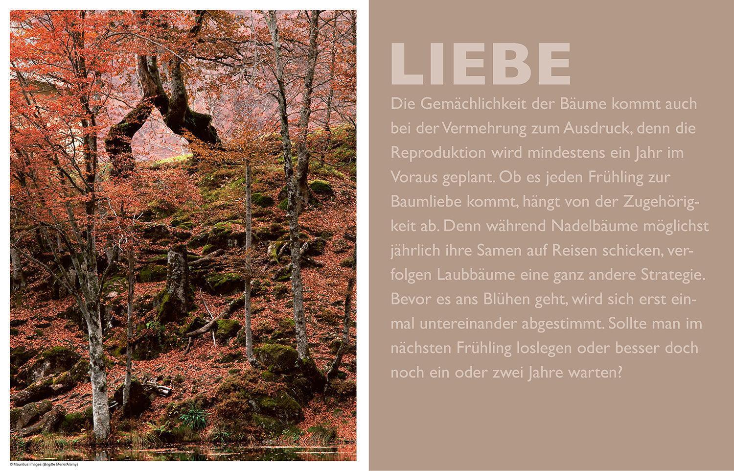 Thumbnail - Das Geheime Leben Der Bäume Peter Wohlleben