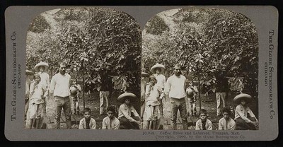Photo:Coffee trees and laborers, Uruapan, Mexico, 1906