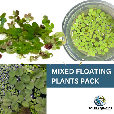 Mixed Floater Pack   3 Species Salvinia Minima & Giant Duckweed Live Plants