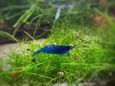 10 Ultra Blue Dream Freshwater Neocaridina Aquarium Shrimp FREE SHIPPING