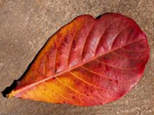 Catappa Indian Almond Leaves Ketapang Leaf Shrimp Betta Fish Aquarium Care