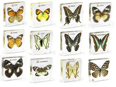 Echtes Insekt Schmetterling Motte Briefbeschwerer Präparat Taxidermie