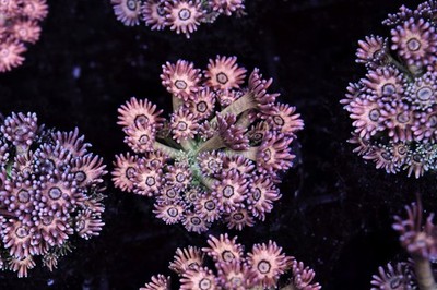 Key Lime Goniopora Coral WYSIWYG - SAQ Coral Farm