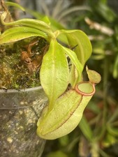 N. (globosa X Bical) X (truebiana X Bical) Seed Grown, 3x Plants!