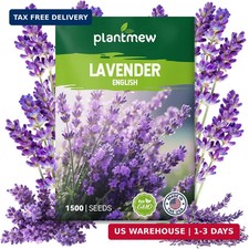 English Lavender Seeds for Planting - 1500 Heirloom, Non-GMO Seeds - High Germi