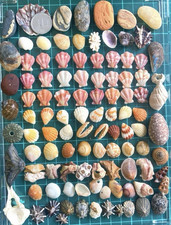 sea shell mix from japan Assortment of natural materials