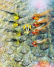 V Fly Signature Gold Treble Gledswood & Gold Aurora Francis Salmon Flies