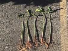 100 RED MANGROVE AQUARIUM FISH PLANTS 12-14 inches each FREE SHIPPING