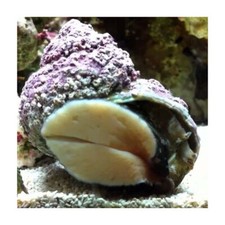 Live Turbo Snail- Turbo fluctuos * Saltwater 