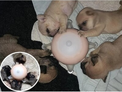 Puppy Feeder System Bubble Milk Bowl 4 Nipples Large