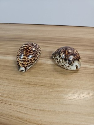 Cypraea Tigris Lot of 2 Seashell  Large Tiger Cowrie Shells  Craft Beach  Decor 
