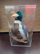JAKE the MALLARD DUCK Ty Beanie Baby with Plastic Case