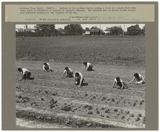Vista montagna, California 1942(?). Membri della famiglia Shibuya diserbano un campo